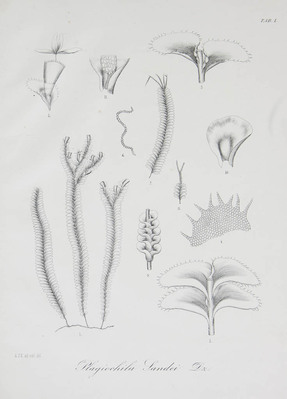 3631
<br/>
Plagiochila Sandei Dz. Icone illustrata. Accedunt novae hepaticarum javanicarum species a C.M.v.d.Sande Lacoste breviter descriptae.
<br/>
<em></em>